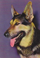 AK 165954 DOG / HUND - Hunde
