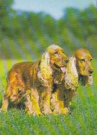 AK 165961 DOG / HUND - Cocker Spaniel - Hunde