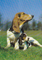 AK 165962 DOG / HUND - Basset Mit Jungen - Hunde