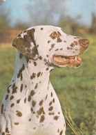 AK 165963 DOG / HUND - Dalmatiner - Hunde