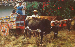 TYPICAL GAILY OXCART , COSTA RICA - Costa Rica
