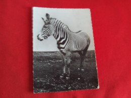 BELLE CARTE..."ZEBRE DE GREVY" - Cebras