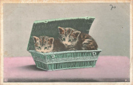 ANIMAUX - Chats Dans Une Boîte - Colorisé - Carte Postale Ancienne - Katzen