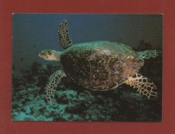 Tortue - Tortues