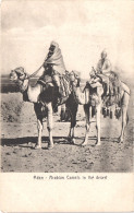 YEMEN ADEN - Arabian Camels In The Desert  - Chameau - Animée - Belle - Yemen