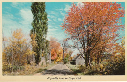 A Pretty Lane On Cape Cod, Massachusetts - Cape Cod