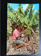 PUERTO RICO             SAN JUAN       FRUIT OF THE TROPICS     BANANAS BEING CUT FOR MARKET - Puerto Rico