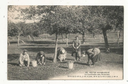 Cp, Agriculture, Culture, La Cueillette Des Pommes, Notre Normandie, Dire Qu'y En A, Yen A Pas, Dire Qu'y En A Pas.... - Culturas