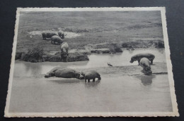 Hippopotames Et Oies D'Egypte - Bugugu, Plaine Du Lac Edouard, Parc National Albert - Ruanda- Urundi