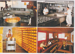 SUISSE - FROMAGERIE - FROMAGE APPENZELL - FABRICATION A LA DEGUSTATION - STEIN  - APPENZELLER SCHAUKÄSEREI - Autres & Non Classés