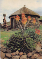 Carte Postal (123671) Lesotho Southern Africa Aloe Polyphylla 17 12 1981 Timbre 2+10s Avec écriture - Afrique Du Sud