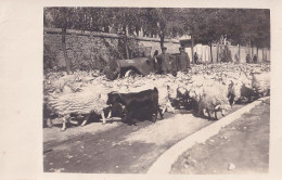 Armée Militaria Soldats Turquie Constantinople Carte Photo Goat Moutons - Personen