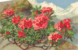 FLEURS PLANTES ARBRES - Fleurs - Azalées - Colorisé - Carte Postale Ancienne - Flowers