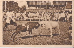 Indonésie - Editeur à Bandoeng (Bandung) - Sans Légende Carte Photo- Combat De Boucs Goat - Indonesië