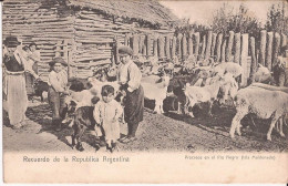 Argentine - Procreos En El Rio Negro - Isla Maladonado Chevre  Goat - Argentinien
