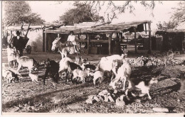 Argentine - Postcard Chevre  Goat - Argentine