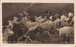 Argentine - Chibitos - Rio Cebaltos - Sierras De Cordoba (photo) Chevre  Goat - Argentine