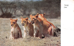 23-P-PL.T.BR-4773 : YOUNG LION. RHODESIE & NYASALAND - Simbabwe