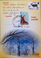 Rumänien Postkarte 2003 Winterwald Reh Mit Zusatzfrankatur - Briefe U. Dokumente
