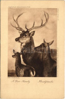 ** T2/T3 Hirschfamilie / A Deer Family. Kupferdruck-Künstlerkarte No. 109. S: Edw. Landseer (EK) - Unclassified