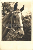 T3 Horse. Amag 68011/1. (fa) - Unclassified