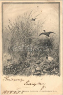 T2/T3 1899 Ducks, Hunter Art Postcard. Theo. Stroefer's Kunstverlag Jagd-Postkarte Nr. 6. - Sin Clasificación