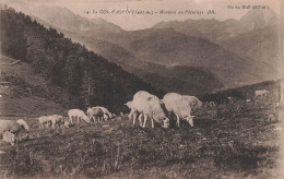 Arreau * Le Col D'aspin * Les Moutons Au Pâturage - Other & Unclassified