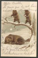 Carte P De 1903 ( Suisse / Les Ours ) - Bears