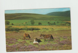 Dartmoor Ponies-   Unused Postcard   - UK24 - Dartmoor