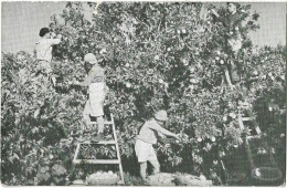 PALESTINE -- Orange Picking In Mikveh Israel - Palestine