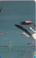 TARJETA DE SUDAFRICA DE UN FLAMENCO (BIRD-PAJARO) FLAMINGO (PUZZLE) - Altri & Non Classificati