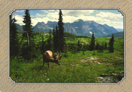 UNITED STATES, MONTANA, GLACIER NATIONAL PARK, DEER GRAZING IN A GLACIAL MEADOW, PANORAMA, MOUNTAIN - Otros & Sin Clasificación