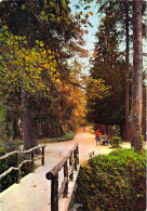 31 - Saint Ferréol - Promenade Dans La Forêt - Saint Ferreol