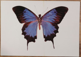 Papillon Ulysses (mâle) - Papillons