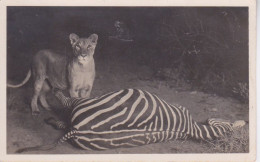 CARTE-PHOTO -  LION LIONNE EN CHASSE AVEC UN  ZEBRE A TERRE - Zèbres