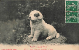 PHOTOGRAPHIE - Jeune Chiens Des Pyrénées - Carte Postale Ancienne - Photographs