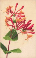 FLEURS - Fleur Orange - Carte Postale Ancienne - Ritratti