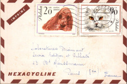 POLOGNE 1965 3 LETTRE DE LABORATOIRE - SERIE CHIENS - Cartas & Documentos