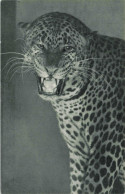 FRANCE - Paris - Parc Zoologique - Un Jaguar - Carte Postale Ancienne - Parcs, Jardins