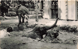 BELGIQUE - Anvers - Jardin Zoologique - Éléphants Des Indes Au Bain - Carte Postale Ancienne - Antwerpen