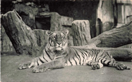 BELGIQUE - Anvers - Jardin Zoologique - Tigre - Carte Postale Ancienne - Antwerpen