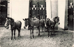 BELGIQUE - Anvers - Jardin Zoologique - Zèbre De Grevy - Carte Postale Ancienne - Antwerpen