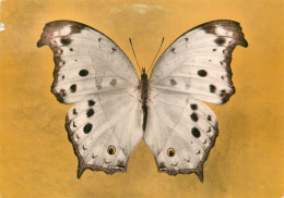 Publicite Laboratoire RONCHESE NICE Serie Des Papillons - Papillons