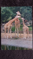 CPSM GIRAFE AFRIQUE PARC ZOOLOGIQUE ZOO MUSEUM D HISTOIRE NATURELLE PARIS G 6 DRAEGER 1961 - Giraffes