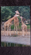 CPSM GIRAFE AFRIQUE PARC ZOOLOGIQUE ZOO MUSEUM D HISTOIRE NATURELLE PARIS G 6 DRAEGER 1961 - Giraffe