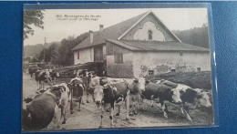 Montagnes Du Doubs , Départ Pour Le Paturage , Vaches - Other & Unclassified