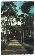 95   Beauchamps -   L' Avenue Des Sapins - Beauchamp