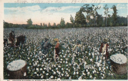 COTTON PICKERS AT WORK ON SOUTHERN PLANTATION - New Orleans