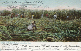 NEW ORLEANS - LA CUTTING SUGAR CANE - New Orleans