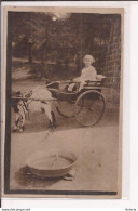 Belgique Spa Pigeonnier Du Parc Carte Photo Ziege Goat Cart Attelage Chevre - Spa